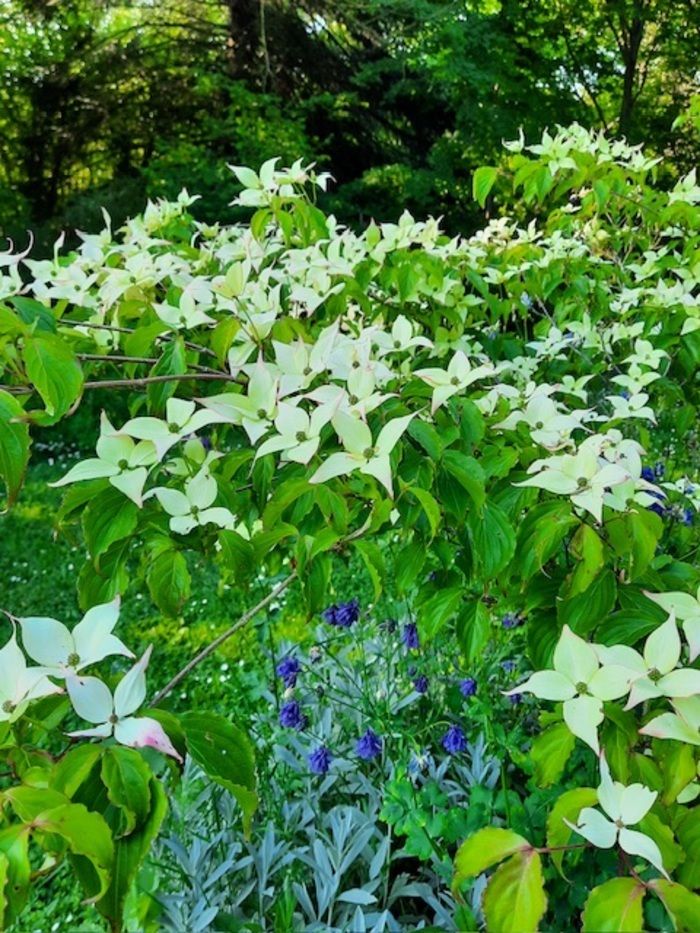 Während eines geführten botanischen Spaziergangs können Sie mehrere hundert Bäume und Sträucher durch die Berührung der Blätter, den Geruch von Nadeln durch die Beobachtung von Blumen und ...