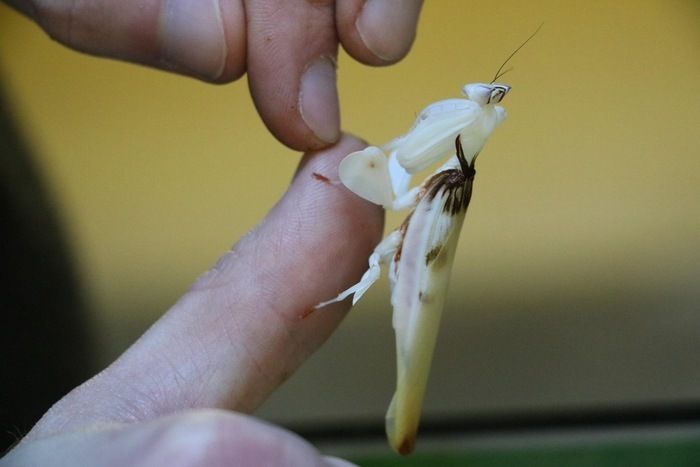 A la découverte des insectes !