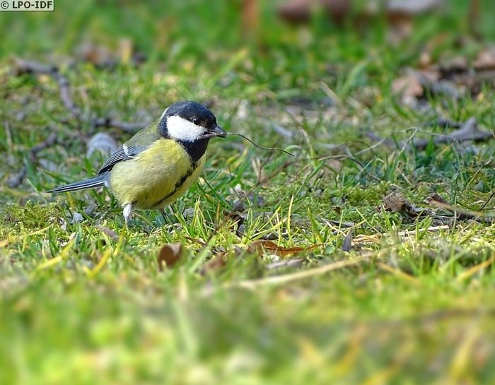 Venez découvrir et apprendre à reconnaître les oiseaux.