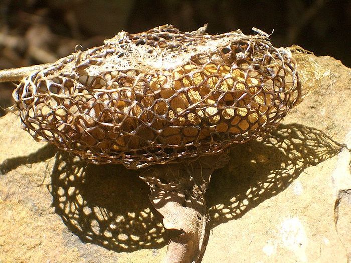 ATELIER / Venez découvrir les fascinantes constructions des insectes, les sysyridae, véritables imprimantes 3d de la nature à travers le dessin en 3 dimensions!