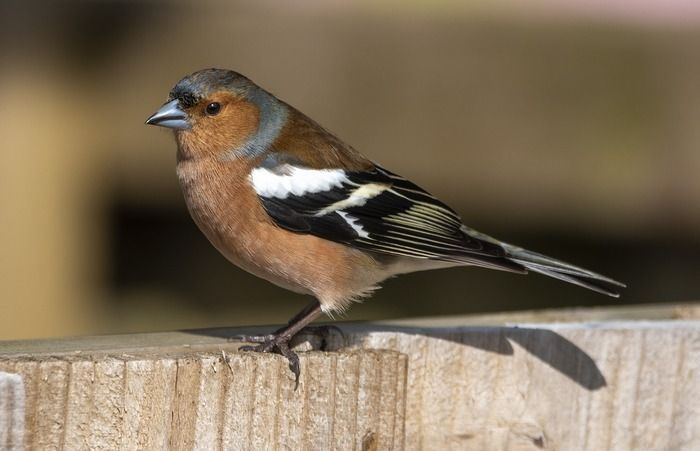 Auprès de mon arbre : partons à la rencontre du Pinson des arbres !