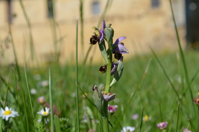 Naturfotograf/Naturregisseur Frédéric Lavail stellt Ihnen die wilden Orchideen vor, die in der Abtei und in der Nähe zu finden sind.