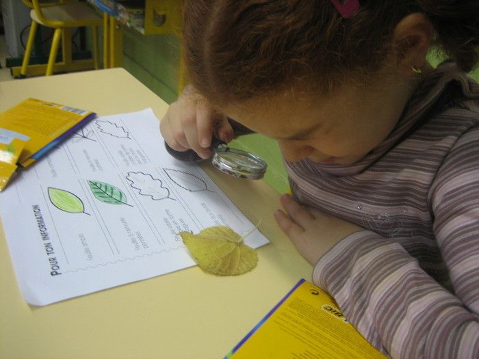 ATELIER / A la découverte des arbres : leur mode de vie, apprendre à les reconnaitre par leurs formes, feuilles, écorces, graines, etc.