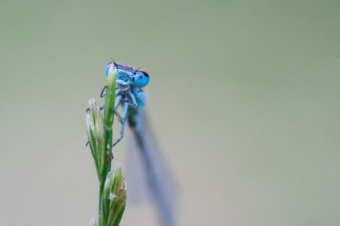 Parc des Jalles - Balade-découverte « le monde des insectes » animée par l'Ecosite du Bourgailh