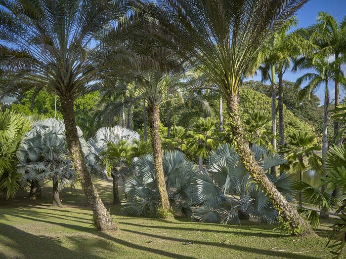 Durch seine 5 Sinne kann der Besucher dieses Jahr auf eine sensorische Weise entdecken, also die Landschaften, Bäume, Pflanzen und Palmen, die die botanische Sammlung des Parks der Wohnung Cl...