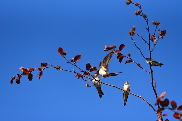Découvrez quels oiseaux migrateurs quittent notre territoire à l'arrivée de l'hiver et reviennent au printemps. Saurez-vous retracer le long chemin parcouru par l'hirondelle et les autres oiseaux ?