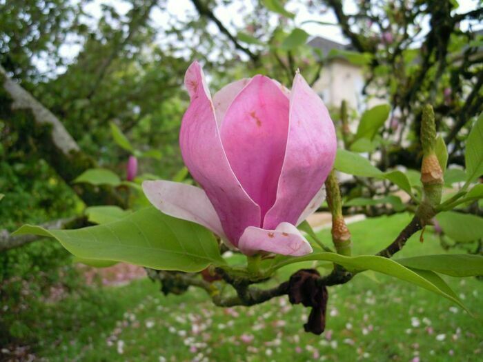 Spaziergang durch die Gärten und um 15:00 Uhr: Kommentierte Tour, bei der die Düfte, Farben und Klänge der Kindheit von Simone de Beauvoir, erzählt vom Besitzer, im Rampenlicht stehen.