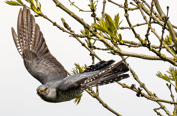 Vogelbeobachtung im Park und im Wald von Berles-Monchel mit Thierry BERNARD Mitglied der Ornithologischen und Naturwissenschaftlichen Gruppe (GON)