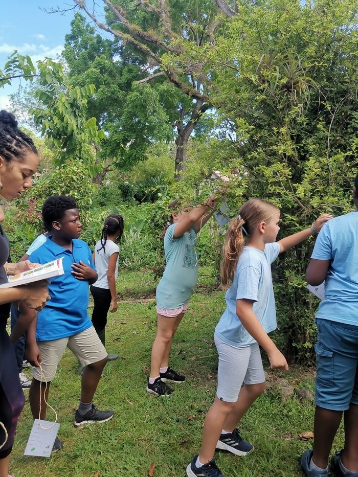 Dieser Garten, der sich am Sitz des Nationalparks Guadeloupe in Saint-Claude befindet, wird zwischen den Beamten der öffentlichen Einrichtung und der Grundschule Félix Laban, die diesem Garten benachb