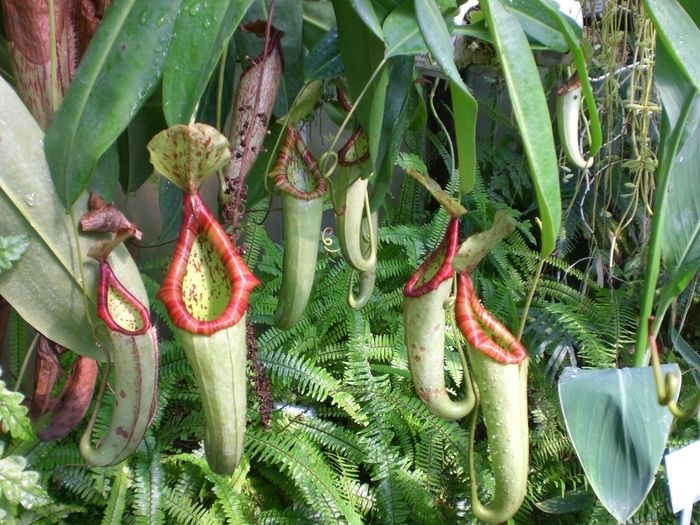 Garden opening with guided tour