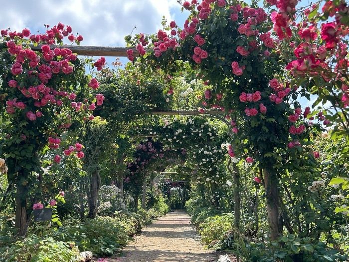 Tauchen Sie ein in ein Meer von Farben und Düften und entdecken Sie den Rosengarten von Morailles in Pitihiviers-le-Vieil, im Loiret.