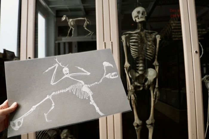 Vacances fantastiques à la bibliothèque avec les petits labos du musée d'histoire naturelle