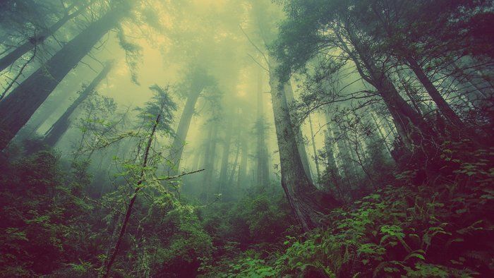 Calculer votre impact sur la forêt en fonction de vos choix de vie et comprendre le cycle et l'intérêt de ces poumons verts.