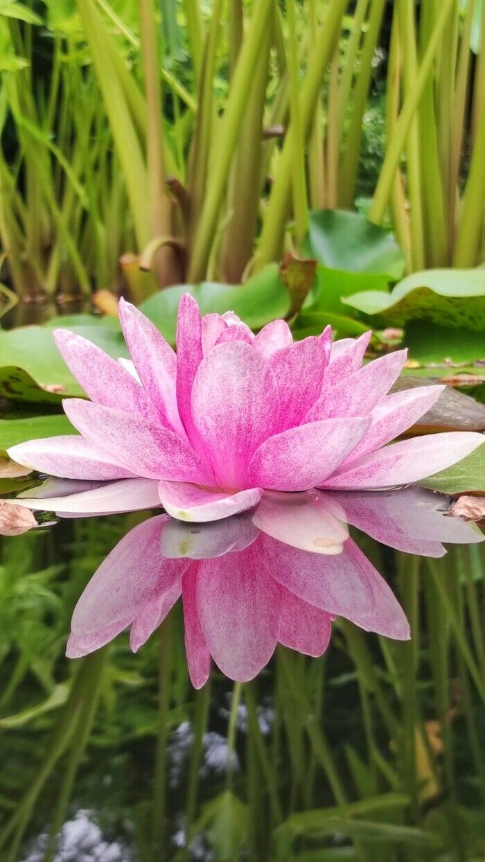 Anlässlich der Rendez-vous aux jardins bietet Ihnen die Micro-Folie Périgord Noir einen Tauchgang in den Wassergärten, wie die Seerosen von Monet!