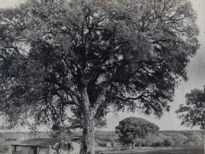 « Patrimoine naturel », c’est le thème de ces 39e Journées du Patrimoine. L’occasion pour nous de vous faire découvrir certains de nos trésors d’archives lors d’une exposition inédite !