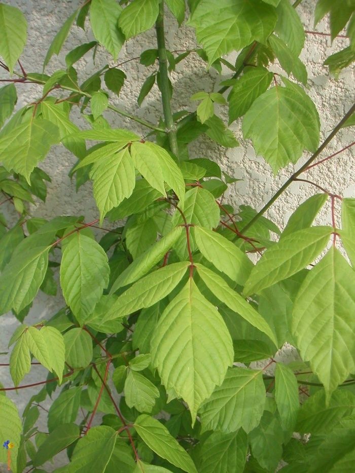 Cette essence exotique envahissante est annelée pour limiter sa progression dans les boisements humides.