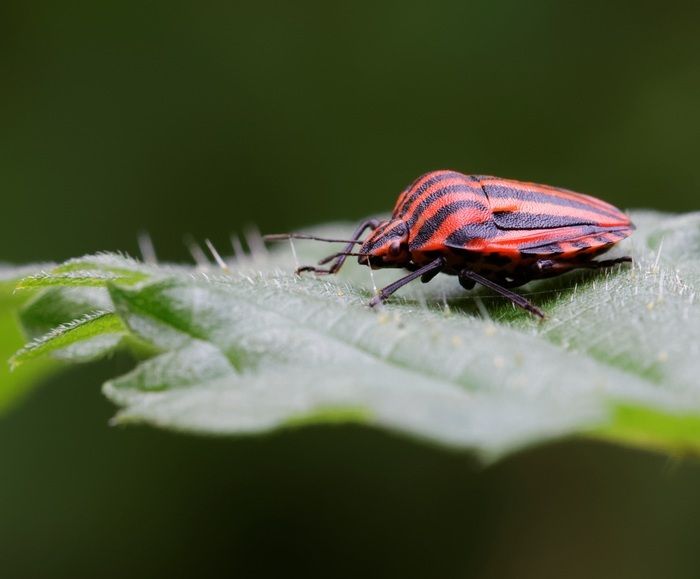 Découverte des insectes