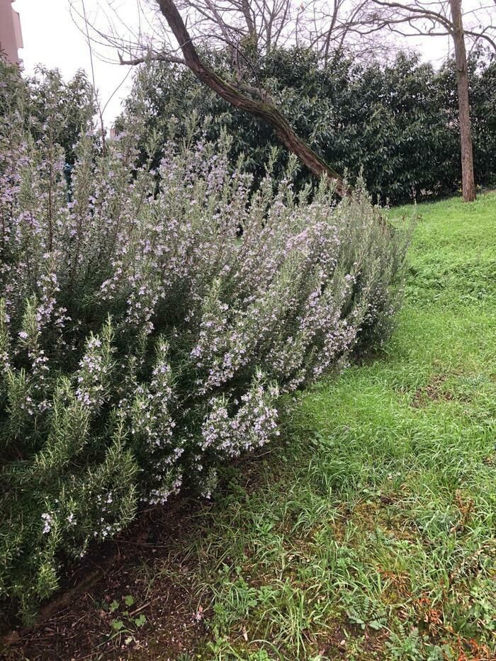 Im Herzen der Natur und Spiritualität im Garten des Tempels von Cergy. Interaktiver Rundgang durch einige Bibelpflanzen und Entdeckung unseres brandneuen Gemüsegartens. Begleiten Sie uns für einen lo…