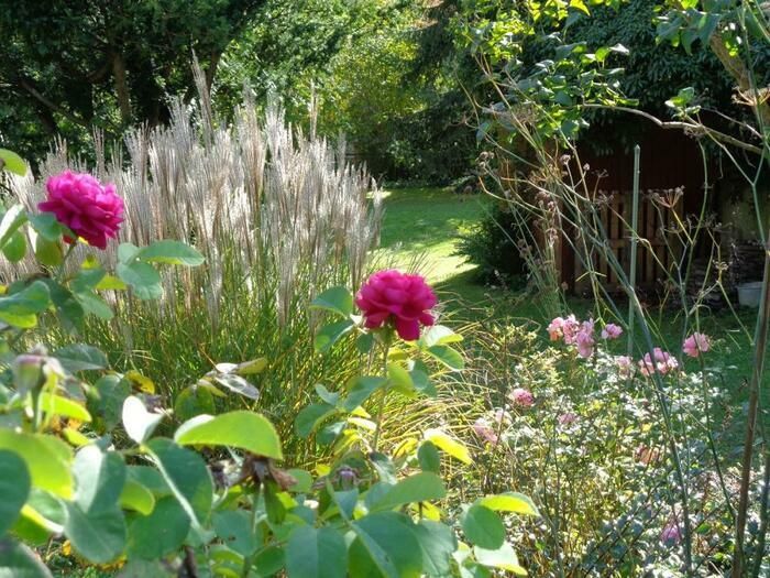 Wildwuchs erwünscht – vom Nutzen und der Bedeutung „wilder“ Ecken im Garten