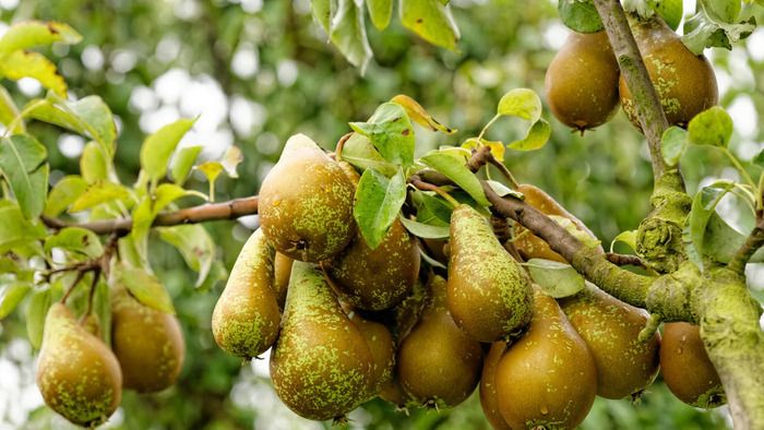 LES ARBRES FRUITIERS - TECHNIQUES DE TAILLE DES ARBRES ET ARBUSTES