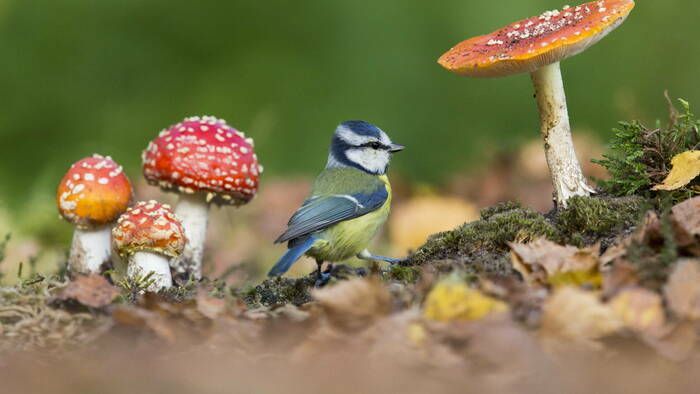 Quelle que soit la saison ou la situation, Flore et Faune sont compagnons. Tout en manipulations et observations, nous en verrons les raisons.