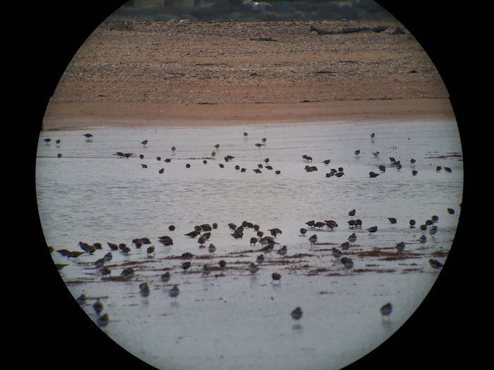 Partez à la découverte des oiseaux et
    apprenez à les reconnaître lors d’une balade
    avec un ornithologue.