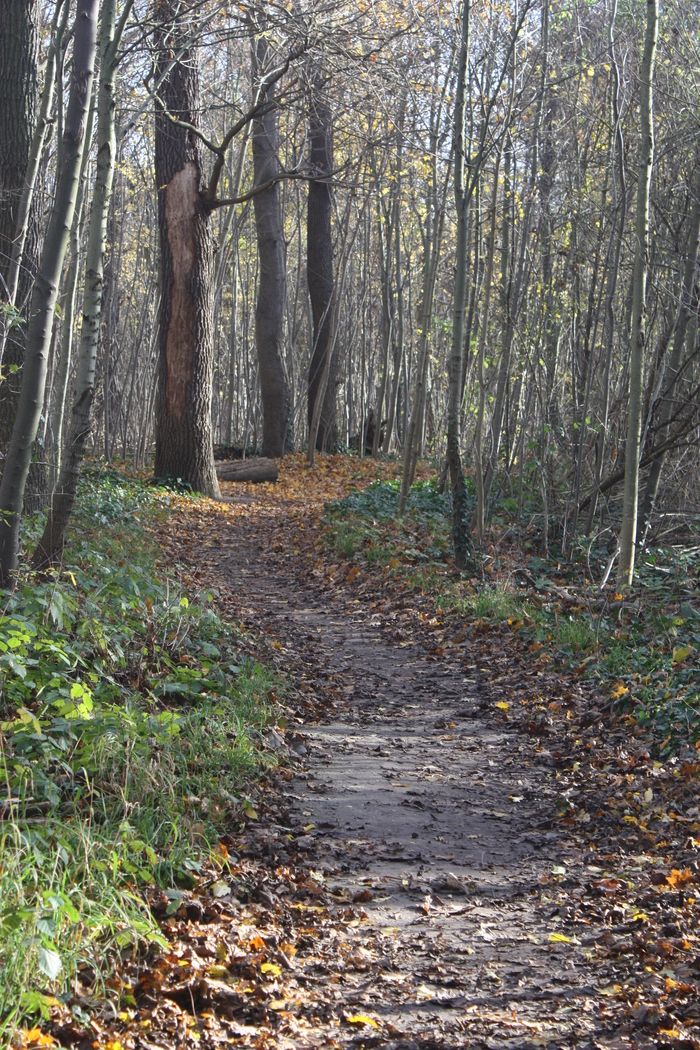 BALADE / Au rythme d’une promenade, laissez-vous guider par la voix des conteurs de la Cie Communic'arte qui pas à pas vous feront découvrir des histoires autour de la nature du parc des Beaumonts.