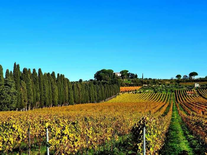 guided tour of the vineyards with an explanation of the winemaking process and wine tasting