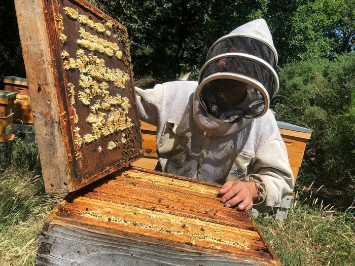 Assistez à la récolte du miel de forêt d'Anjou avec Anthony apiculteur partenaire Famille Mary