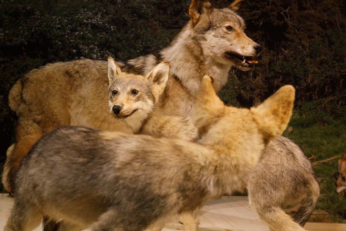 Vincent Gavériaux, naturaliste régional, vous parle des loups !