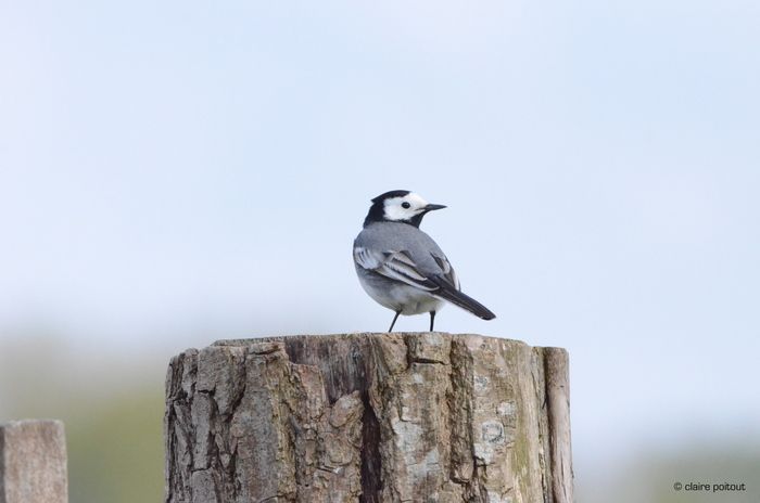 Accompagnés des animateurs de Nord Nature Environnement, découvrez la biodiversité de Fromelles.