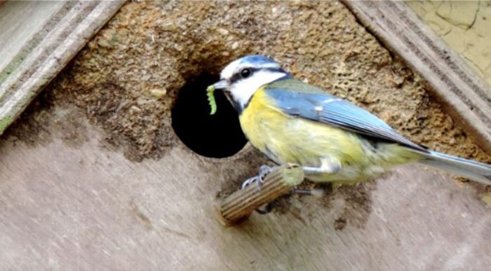 Découverte des oiseaux