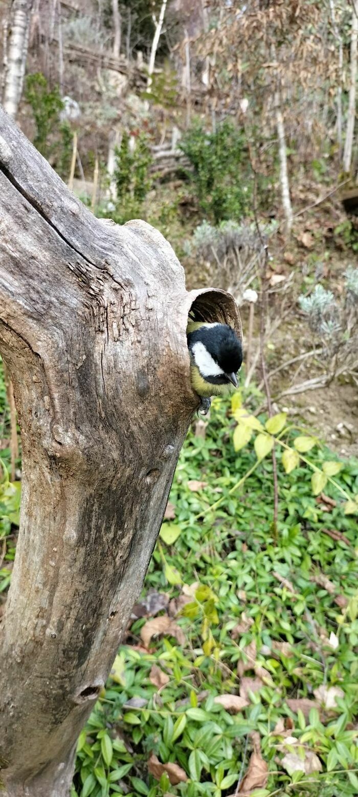 Anlässlich des Gartentreffens besuchen Sie diesen ungewöhnlichen und romantischen Garten an einem unerwarteten Ort auf einem sonnigen Kalksteinhügel. Treppenwege führen Sie zum alten...