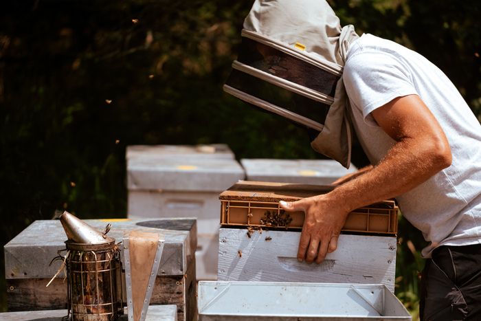 Venez découvrir le métier d'apiculteur et déguster nos miels et produits de la ruche 🍯