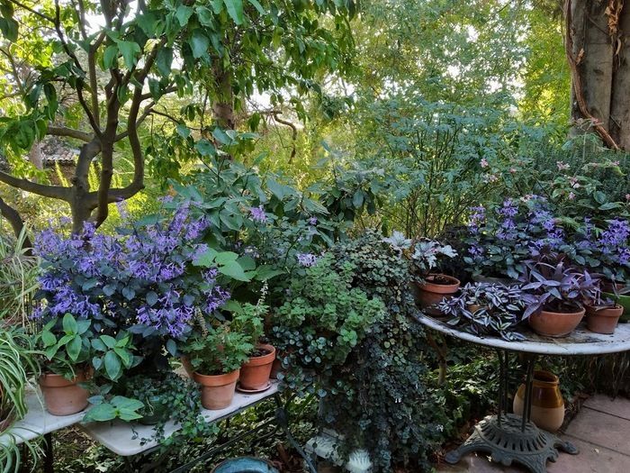 Der Besuch des Gartens konzentriert sich auf duftende Pflanzen: Pelargoniums, Rosen, Macchia-Pflanzen...