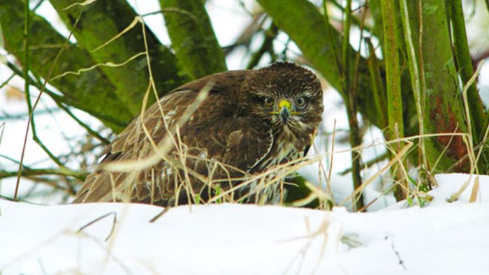 Une rencontre exceptionnelle pour découvrir la faune de notre région