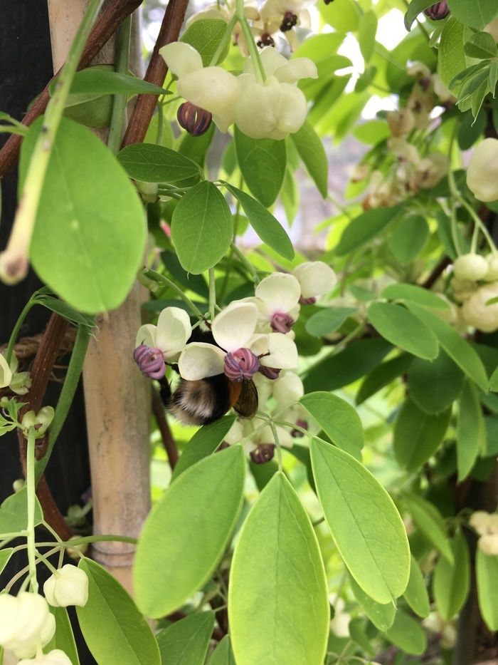 Führungen durch den Garten