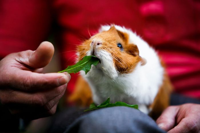 Quand l’animal contribue à favoriser le bien être ou à améliorer les compétences du bénéficiaire.