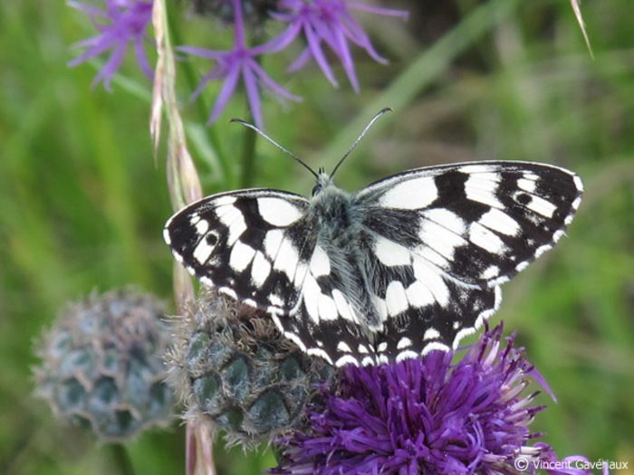 Vous voulez savoir quel est cet oiseau ou ce papillon que vous avez vu dans votre jardin ? C’est lors de ces rencontres que vous le découvrirez !