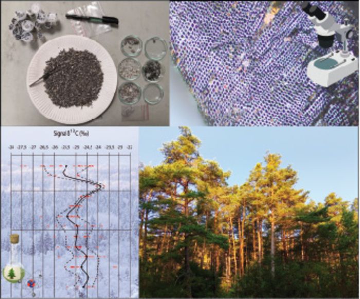 Le samedi 2 octobre à 18h30, venez assister à une conférence sur l'anthracologie, une discipline archéologique paléo-environnementale fondée sur l'analyse des charbons de bois préhistoriques.