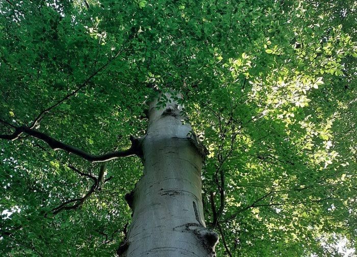 Quelle place pour les arbres dans la ville ?