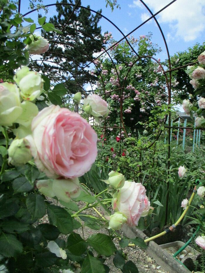 Ein Garten auf der Mauer