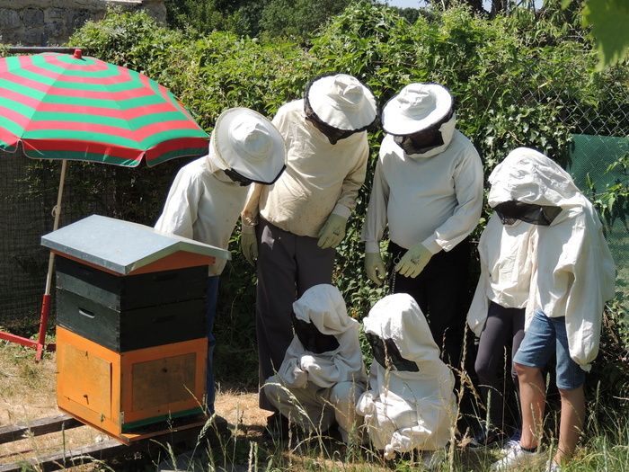 Entdecken Sie die fabelhafte Welt der Bienen