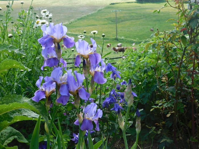 In einem Garten auf dem Land, umgeben von Wiesen, strukturiert durch Trockensteinmauern, kommen Sie und spazieren Sie zwischen Rosen (botanisch, antik, pimpinellifolia, Moschus...), gemischt mit...