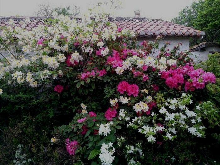 Freie oder geführte Besichtigung des Gartens in Begleitung des Gartenbesitzers.