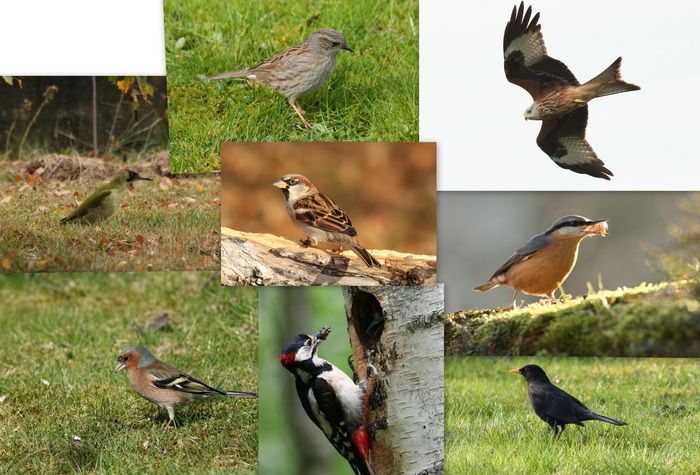 Ornithologischer Spaziergang mit Françoise Duvernay und Joël Salles de «Nature Comminges».