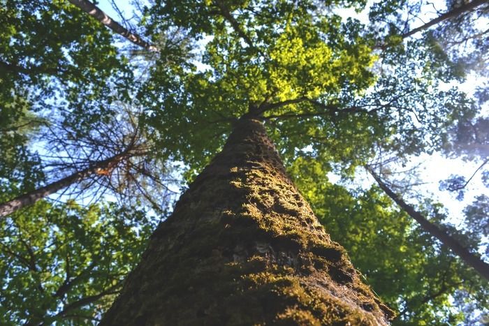 Während einer 4 km langen Wanderung mit Monique Davard, wecken Sie Ihre eigenen Sinne und entdecken Sie, wie Bäume und Pflanzen die Welt um sie herum (Farben, Düfte...) wahrnehmen und wie...