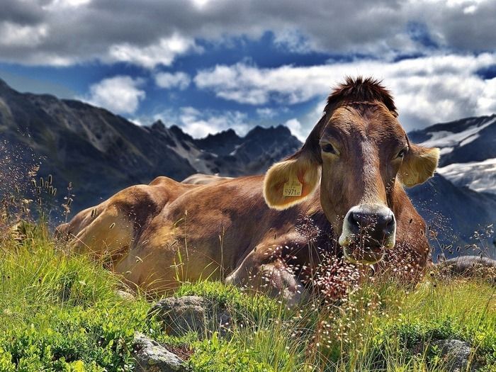 La vache, symbole de paix et d’abondance sur tous les continents, vous livre ici tous ses secrets !