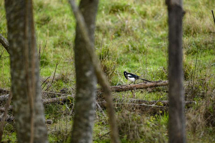 BALADE / Venez découvrir les oiseaux présents dans le parc des Beaumonts le temps d'une balade