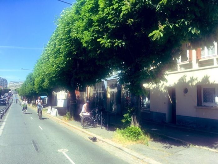 50 Marronniers mesurant en moyenne 5 à plus de 10 mètres de hauteur. Ces arbres sont implantés au bord de l'avenue Gabriel Peri. Juste à coté du métro Croix de Chavaux